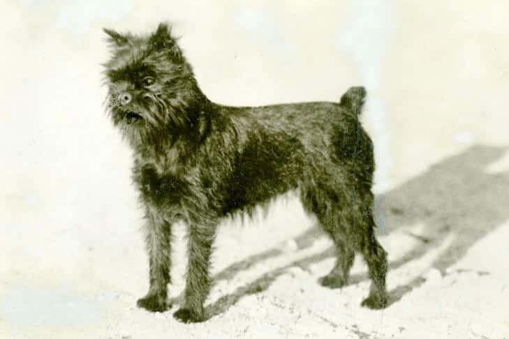 Monkey Dogs