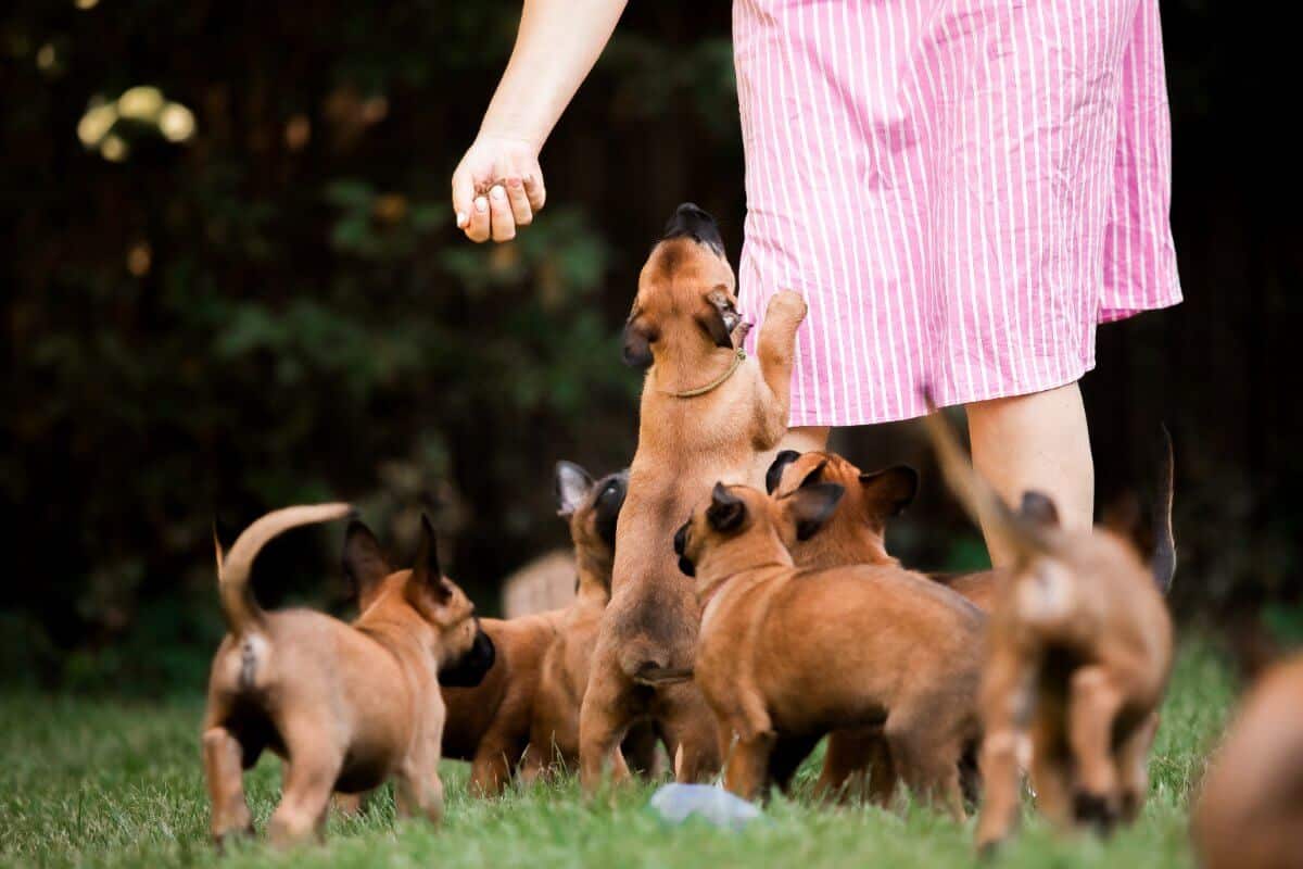 Breeder of Belgian Shepherd Malinois puppies