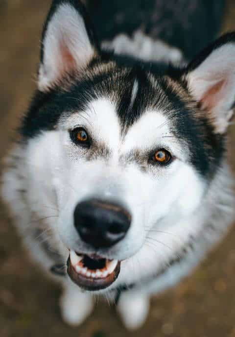Alaskan Malamute Breed – Powerful, Well Muscled & Athletic Dog