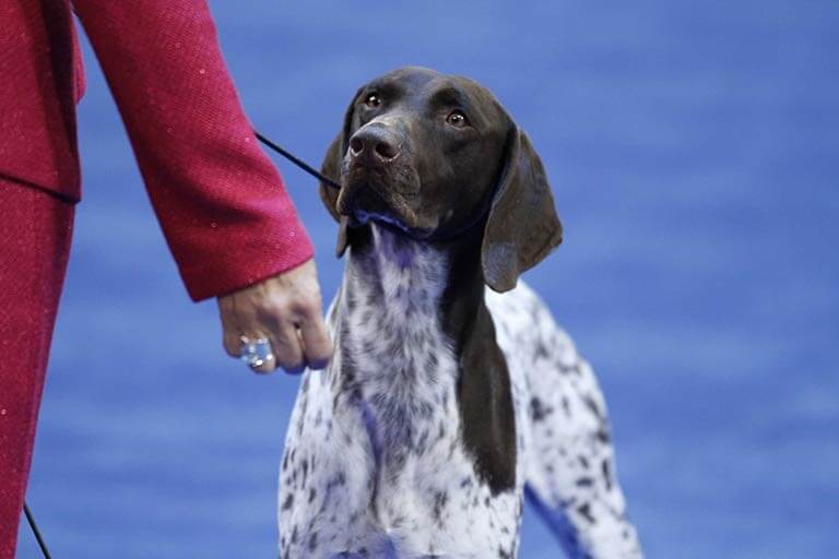Hiring a Handler