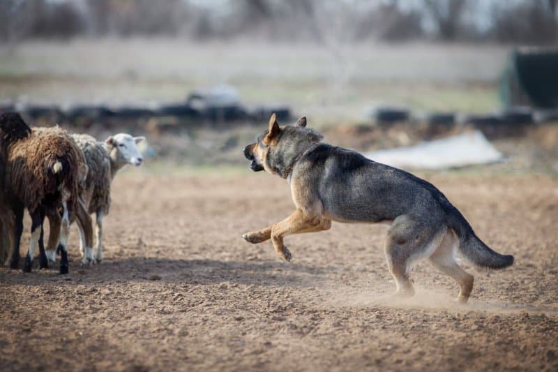 German Shepherd Dog herding sheep