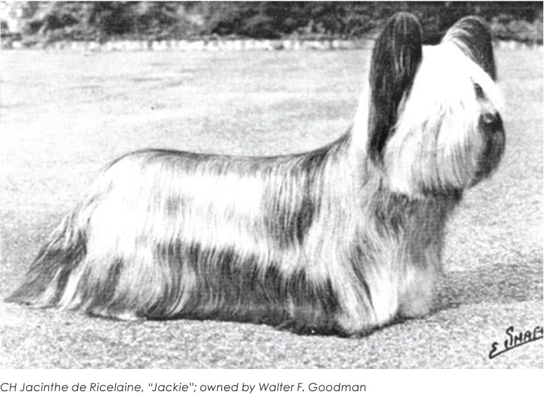 CH Jacinthe de Ricelaine, "Jackie" - Owned by Walter F. Goodman