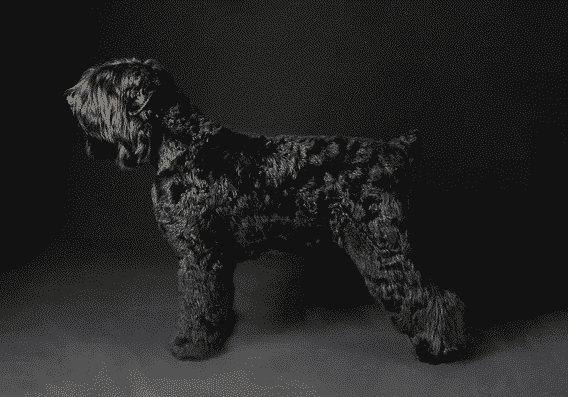 black russian terrier