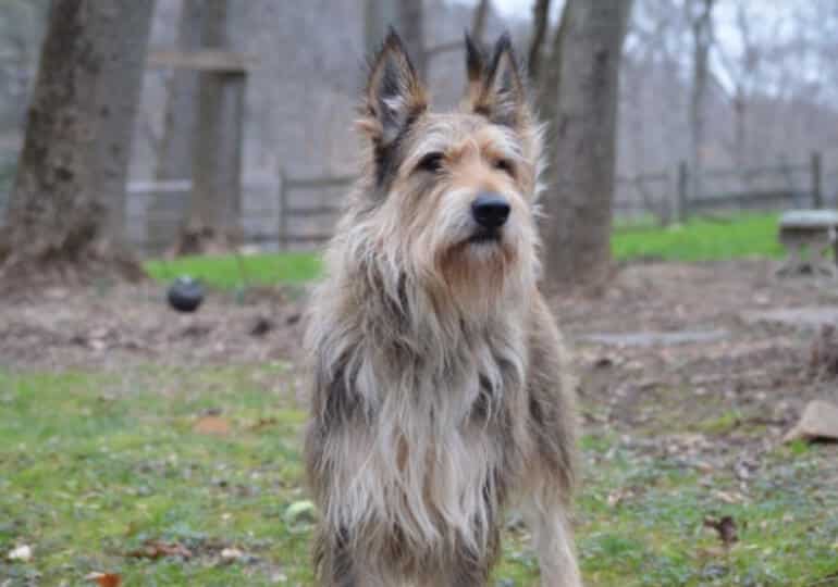Purebred Berger Picard