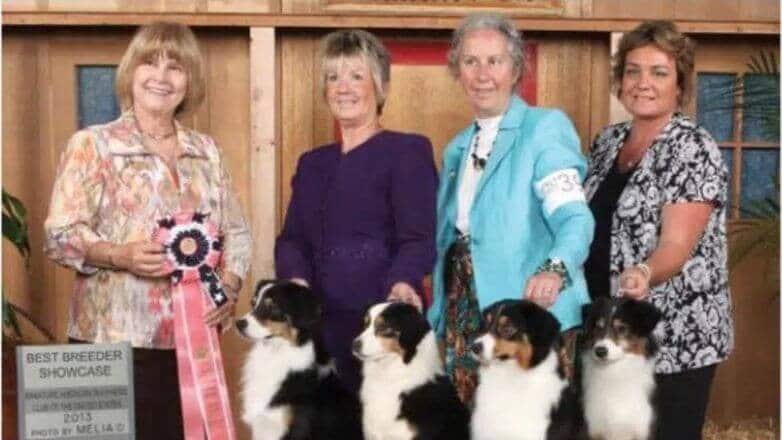 A photo of four Miniature American Shepherds with their owners.