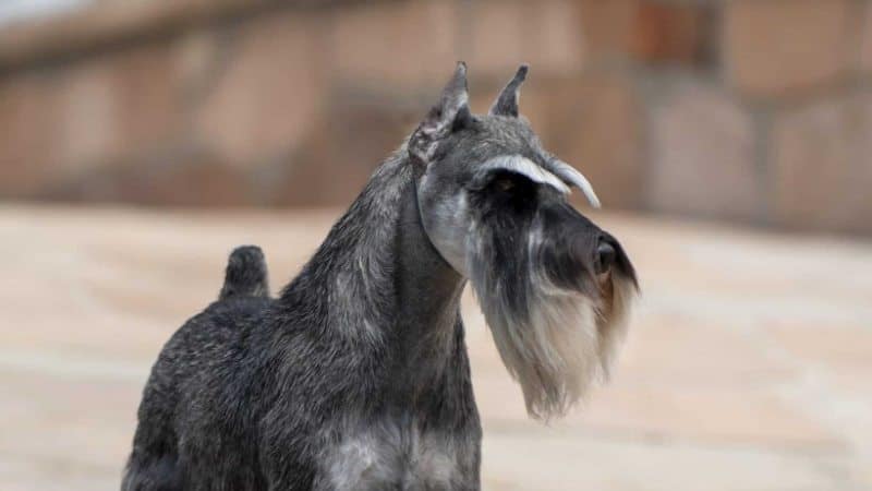 A photo of Miniature Schnauzer.