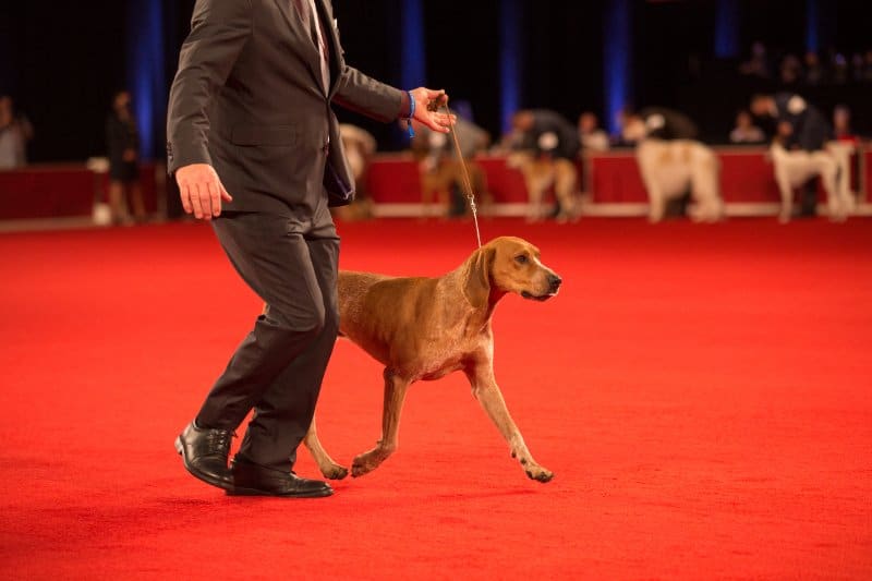 Man handling a dog at a conformation dog show