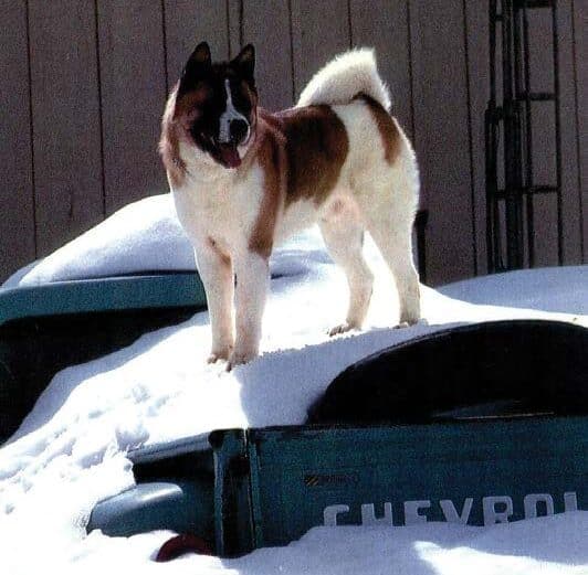 akita standing on snow