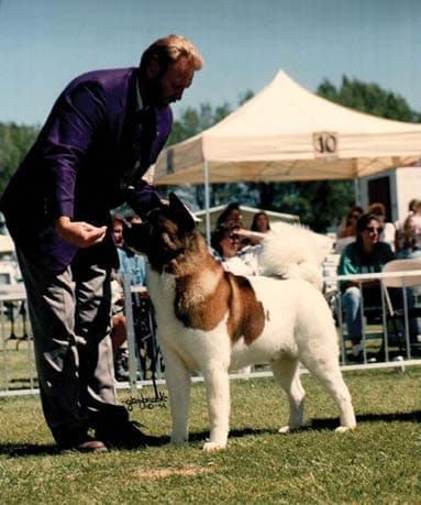 akita at a dog show