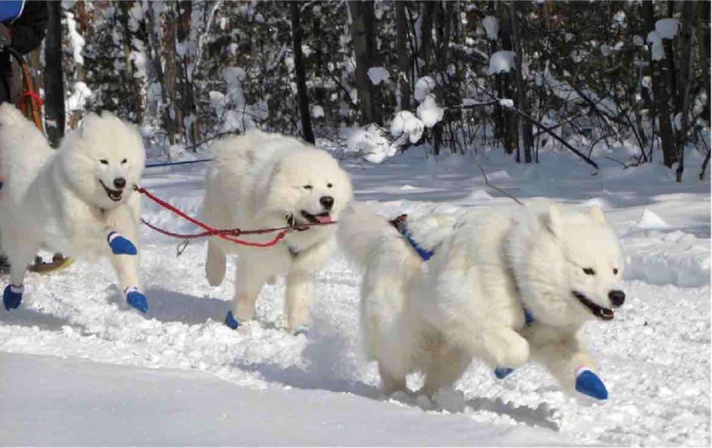Competitive Sledding Samoyeds. Picture taken from the article “Working Samoyed Program”