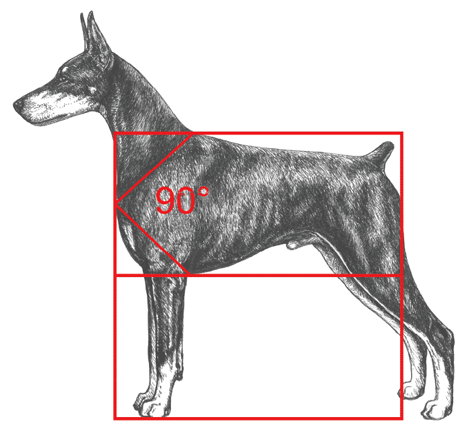 Judging Doberman Pinscher breed standard.