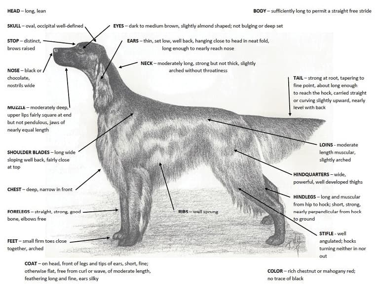 Illustration of the Irish Setter
