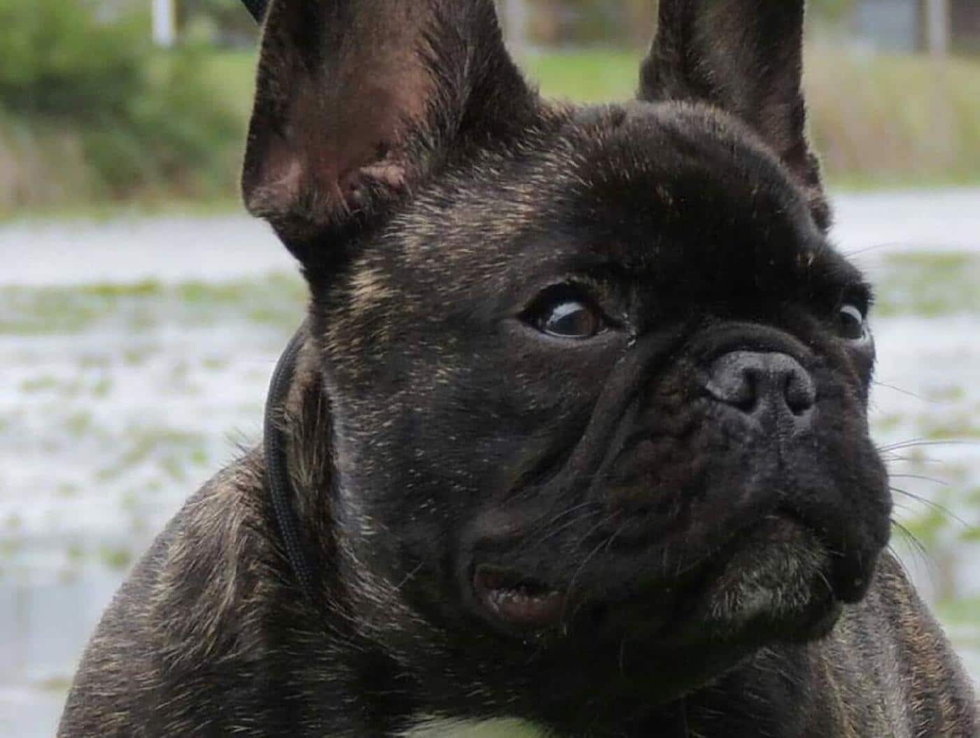 Brindle colored French Bulldog