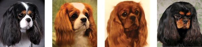 4 head photos of Cavalier King Charles Spaniel dog