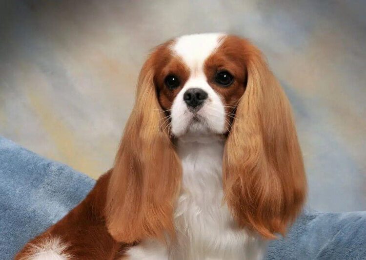 Cavalier King Charles Spaniel head photo
