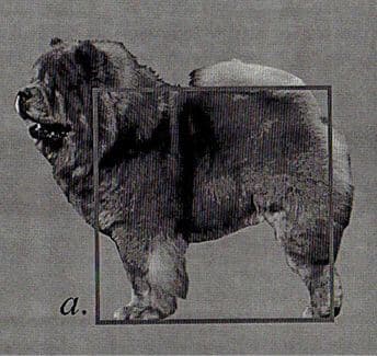 Chow Chow How to Judge the Chow Chow Dog Breed - Illustration showing the dog as squared in structure