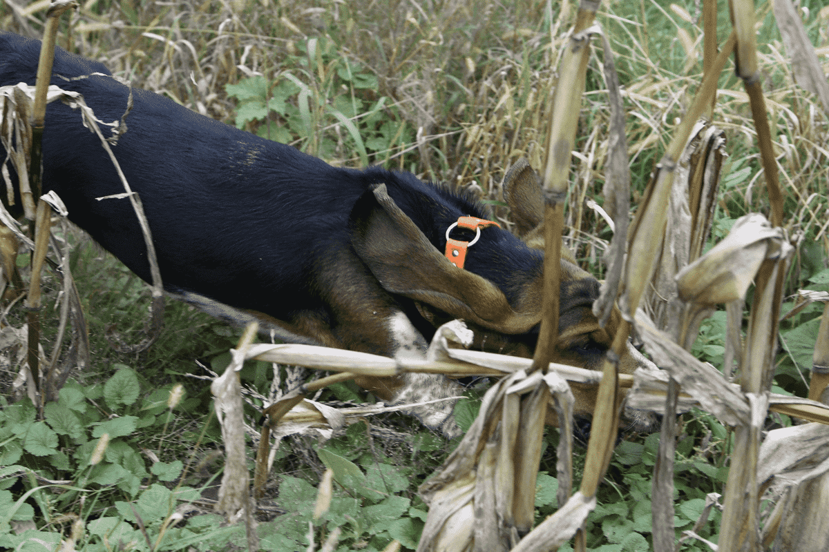 Judging the Basset: The Field-Ring Connection