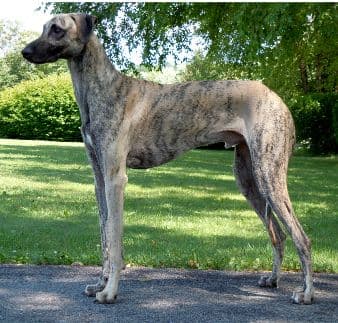 Sloughi Dog side photo