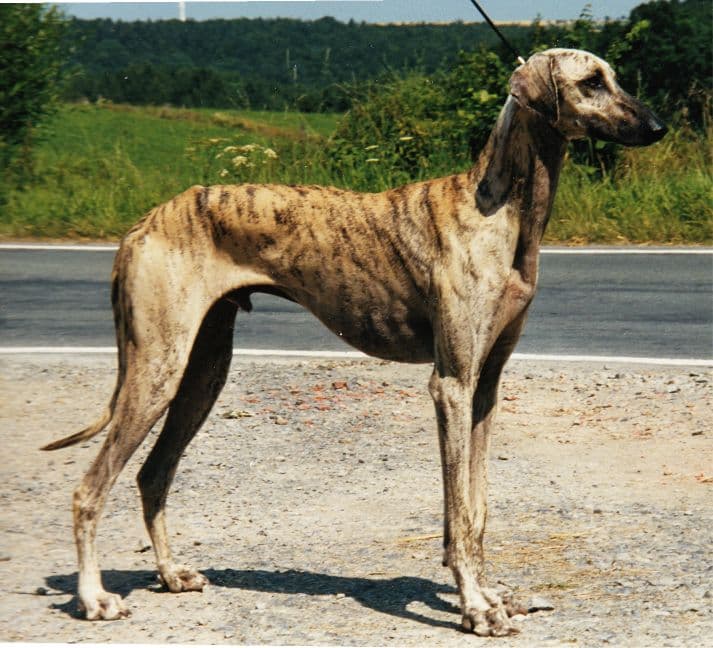 Sloughi Dog side photo