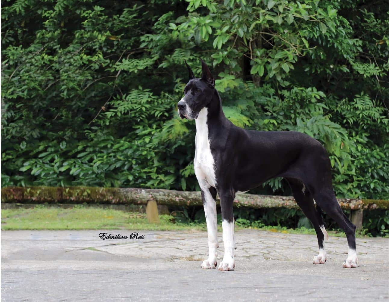 Great Dane standing in front of trees