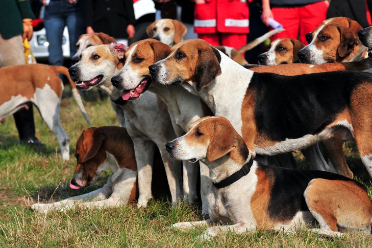 Group of 11 Harrier hounds dogs sitting and standing on the grass, hound group