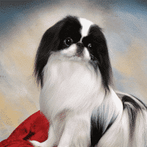 Japanese Chin | All HYPE but where’s the TYPE?