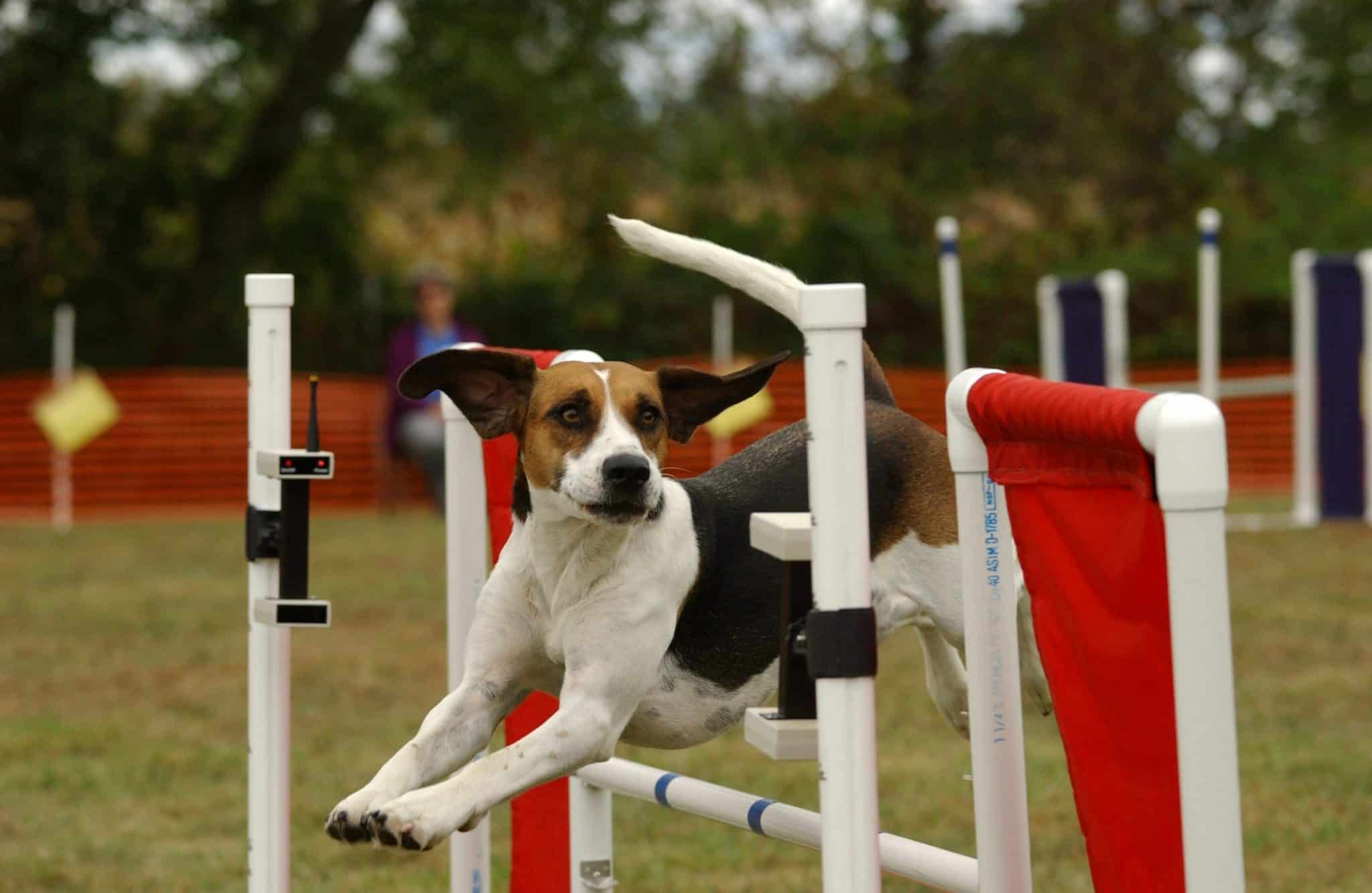 Harrier dog jumping over an obstacle - Hound group