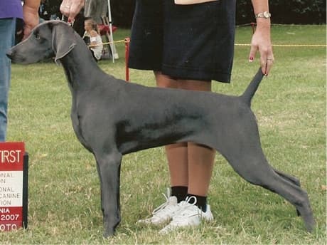 Blue Weimaraner