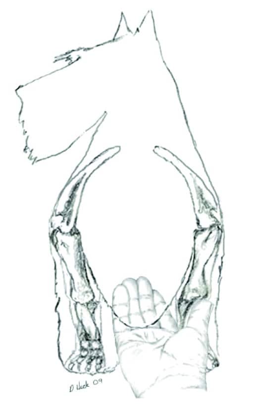 Illustration of the Scottish Terrier dog