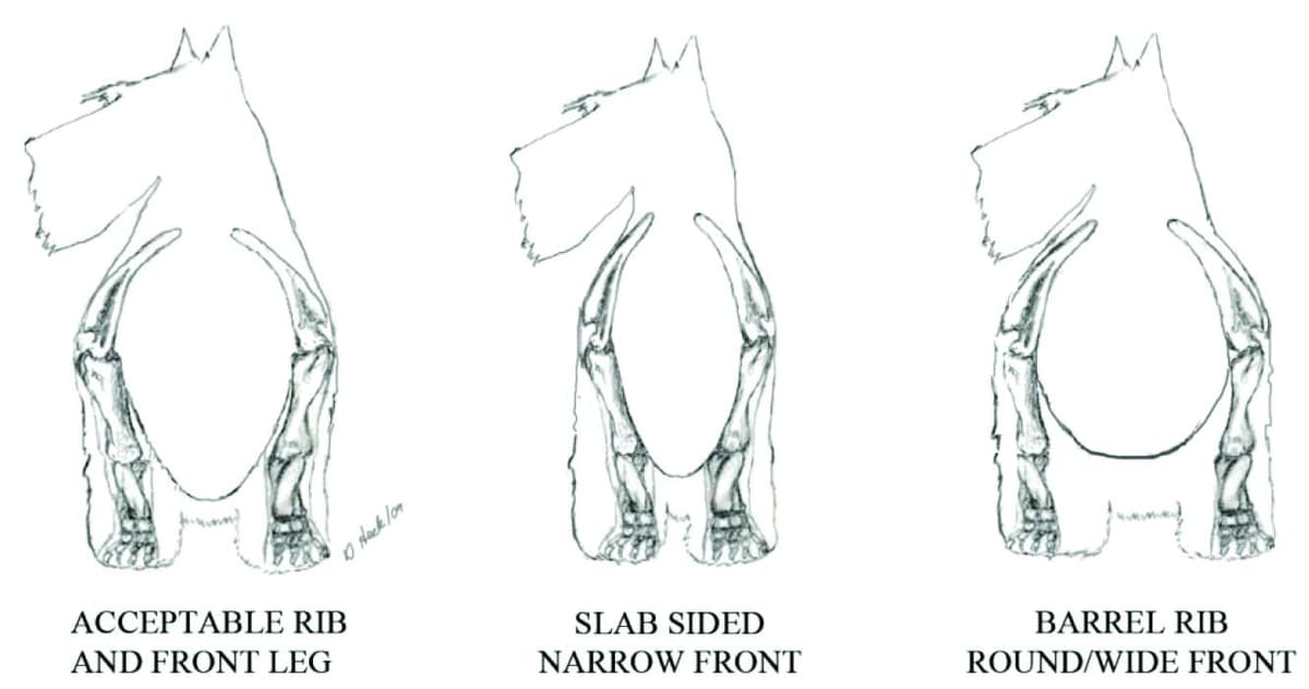 Illustrations of the Scottish Terrier front