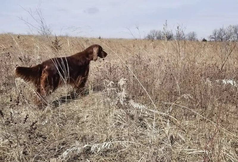 dog in the field
