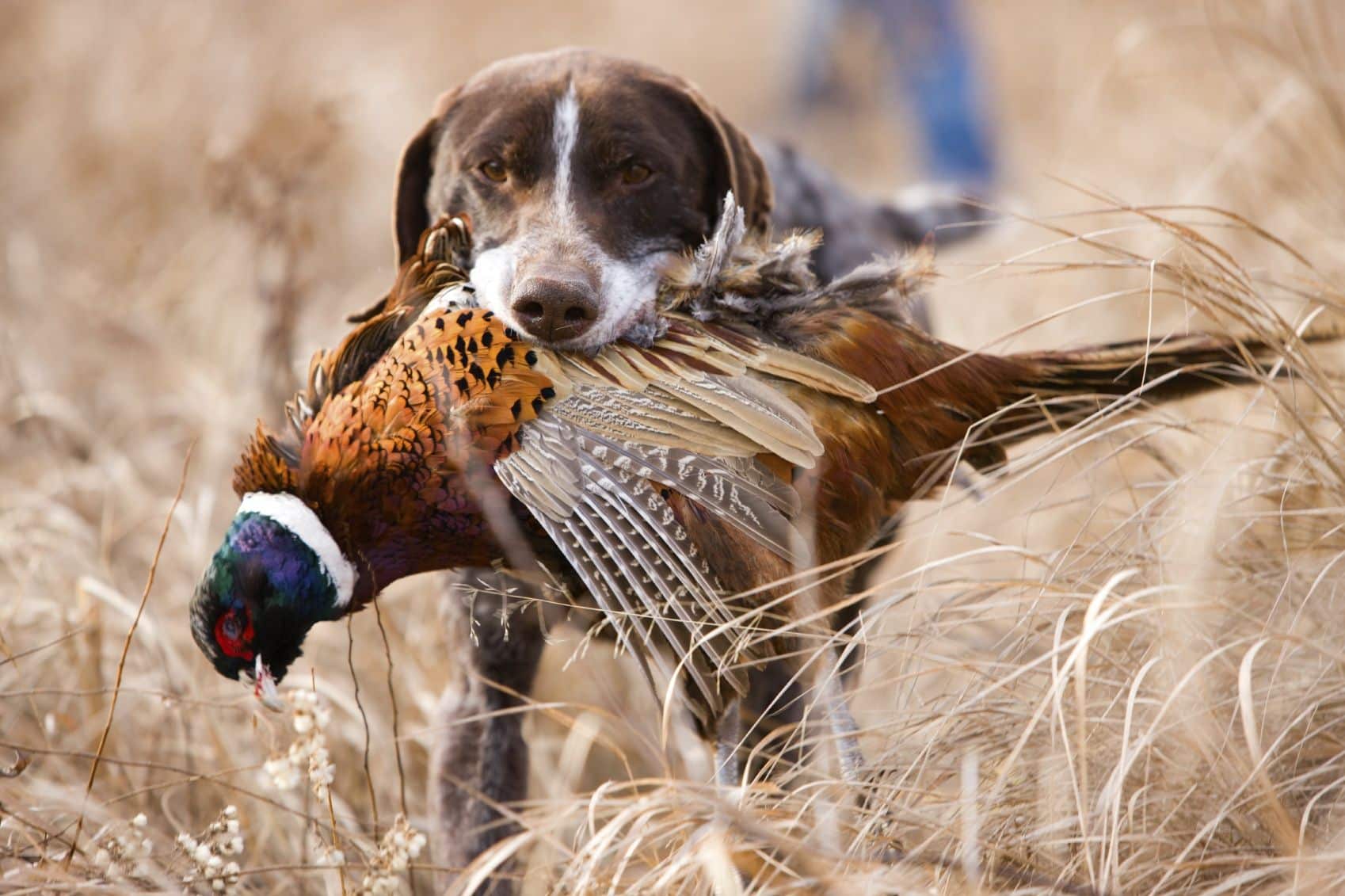 bird dog