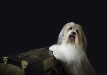 Havanese Lifespan | Searching for the Origin