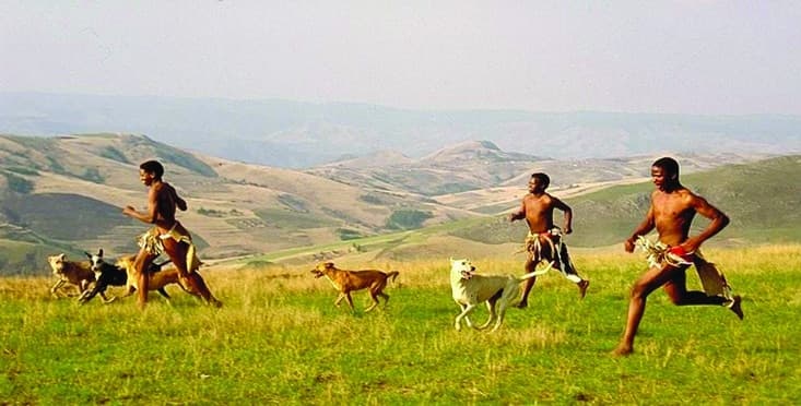 Which Dogs Influenced the Boerboel? Which Dogs Influenced the Boerboel?
