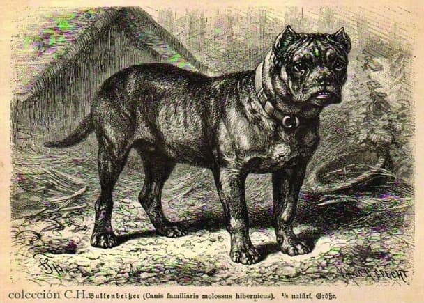 Which Dogs Influenced the Boerboel? Which Dogs Influenced the Boerboel?