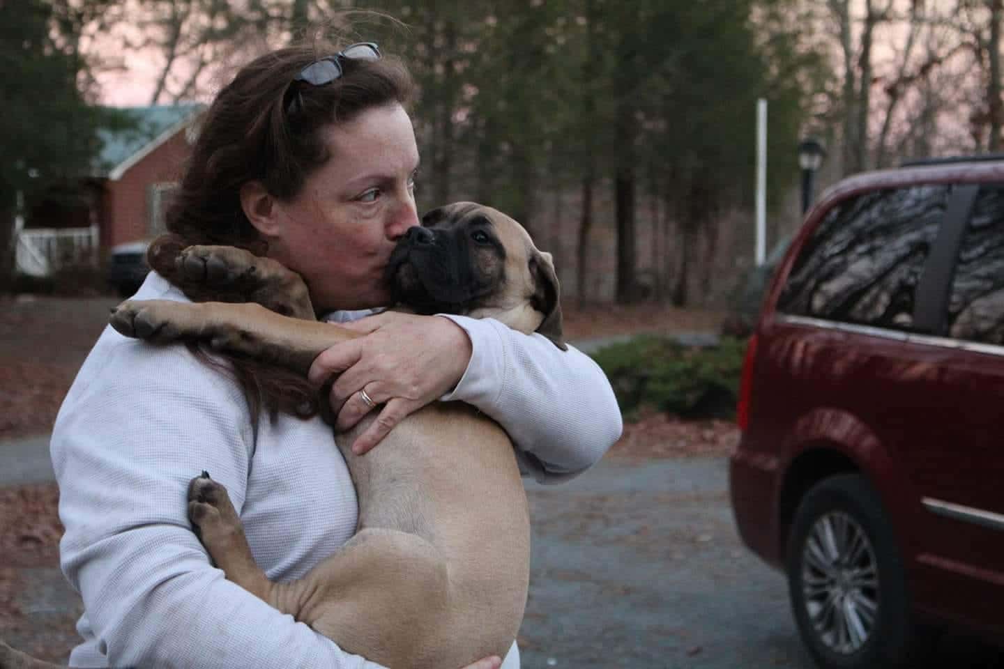 When Judging Boerboels, Look for Balance