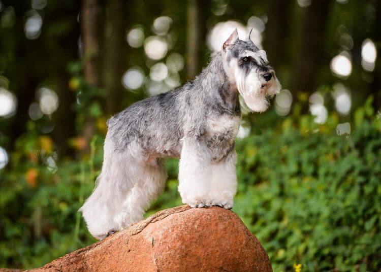 Judging the Miniature Schnauzer