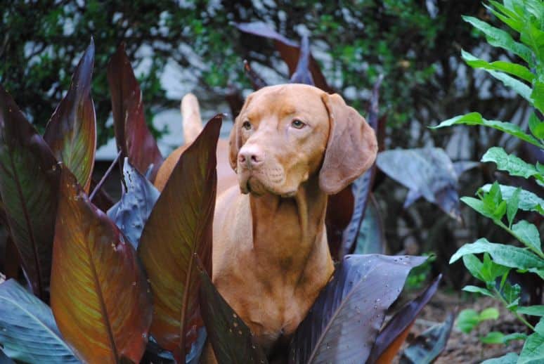 Vizsla: The Versatile Velcro Dog