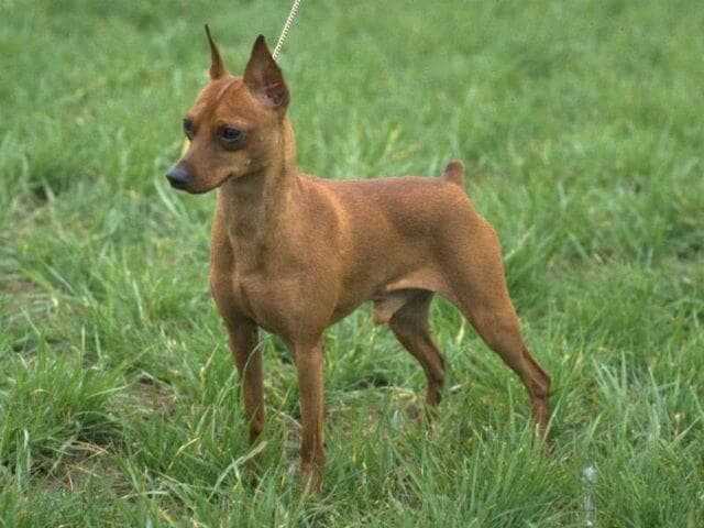 Judging the Min Pin Judging the Min Pin