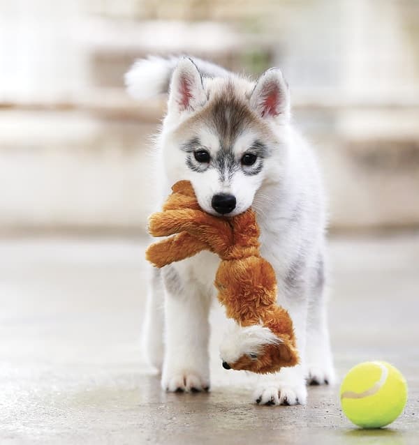 Puppy playing