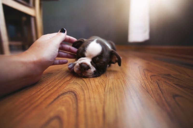 Boston terrier puppy