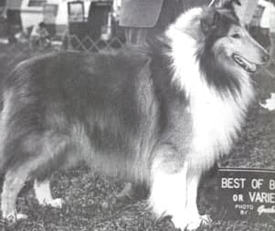 Remembering AKC Field Representative William Harold Holbrook