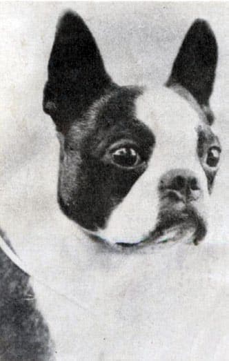 Ch. E. D’Lis Carry On – owner unknown. For its time, a rare uncropped champion. (c. 1920s/30s)