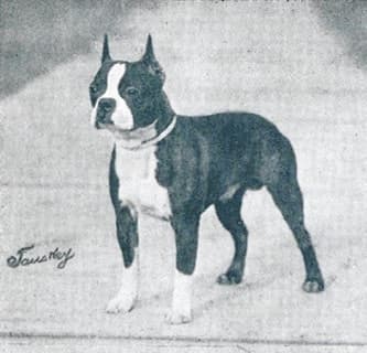 Ch. Fastep – owner unknown (c. 1927).