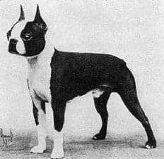 Historic black and white photo of a Boston Terrier - Ch. Emperor’s Ace owned by Mary and Fred Lucas (c. 1940s).