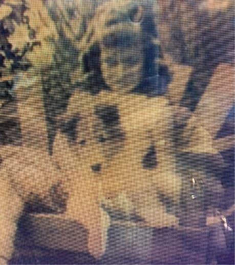 Remembering AKC Field Representative William Harold Holbrook