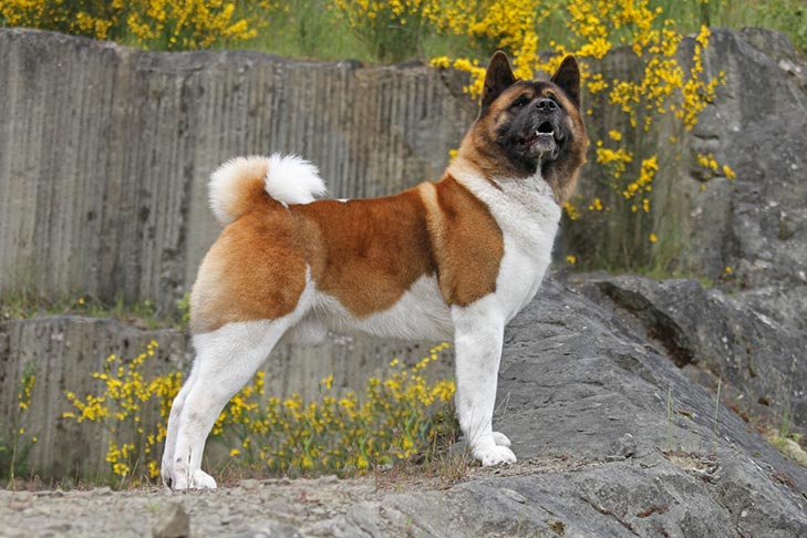 Akita