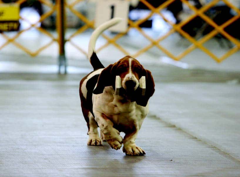 Basset Hound Basset Hound