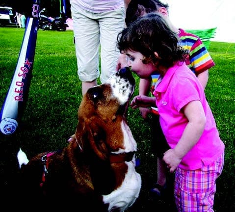 Basset Hound Basset Hound