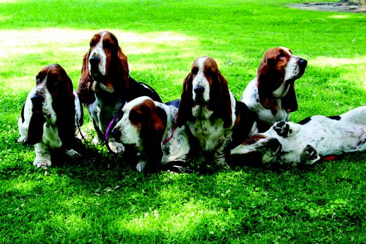Basset Hound Basset Hound